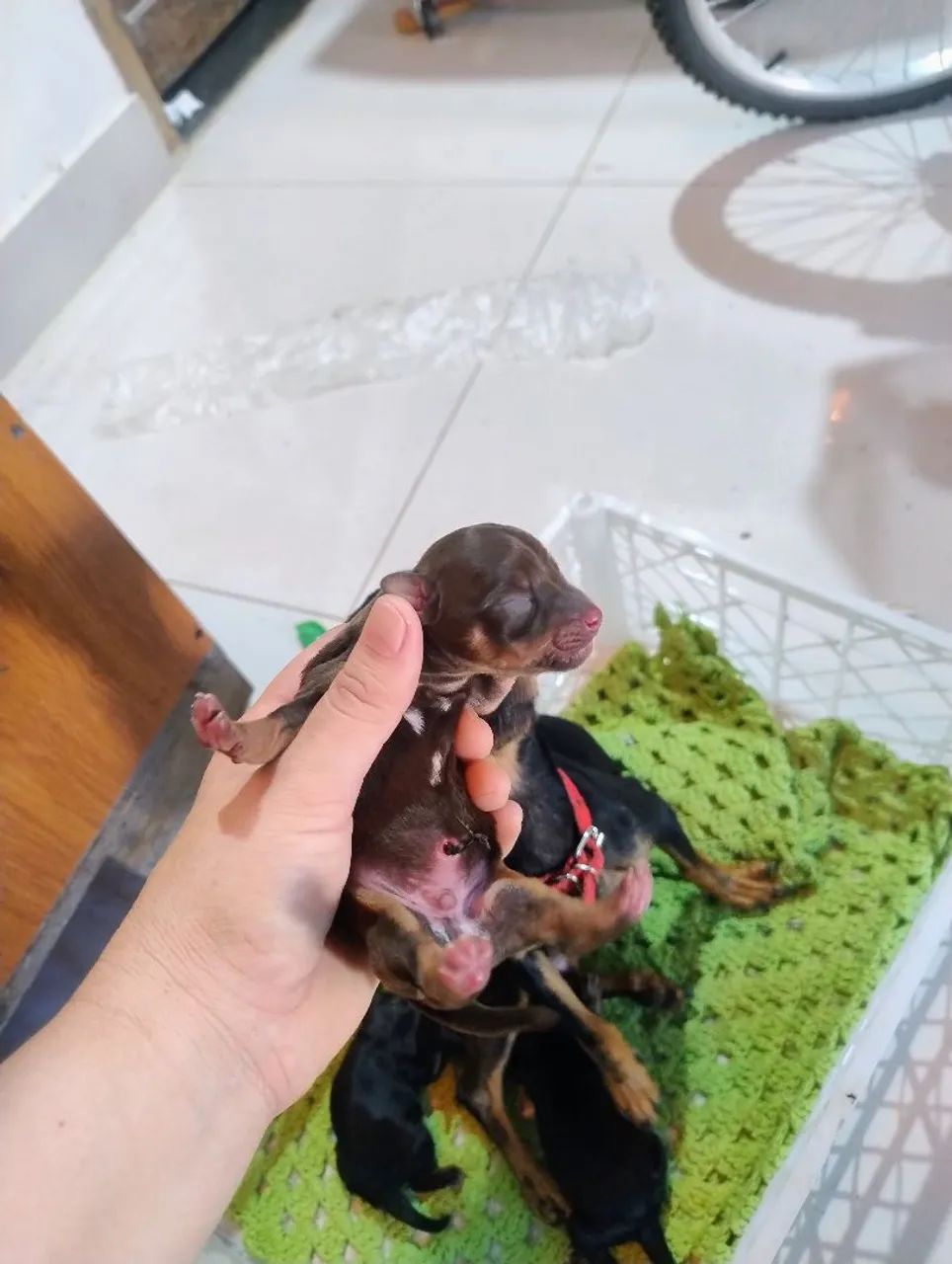 Pinscher 1 - Foto 2