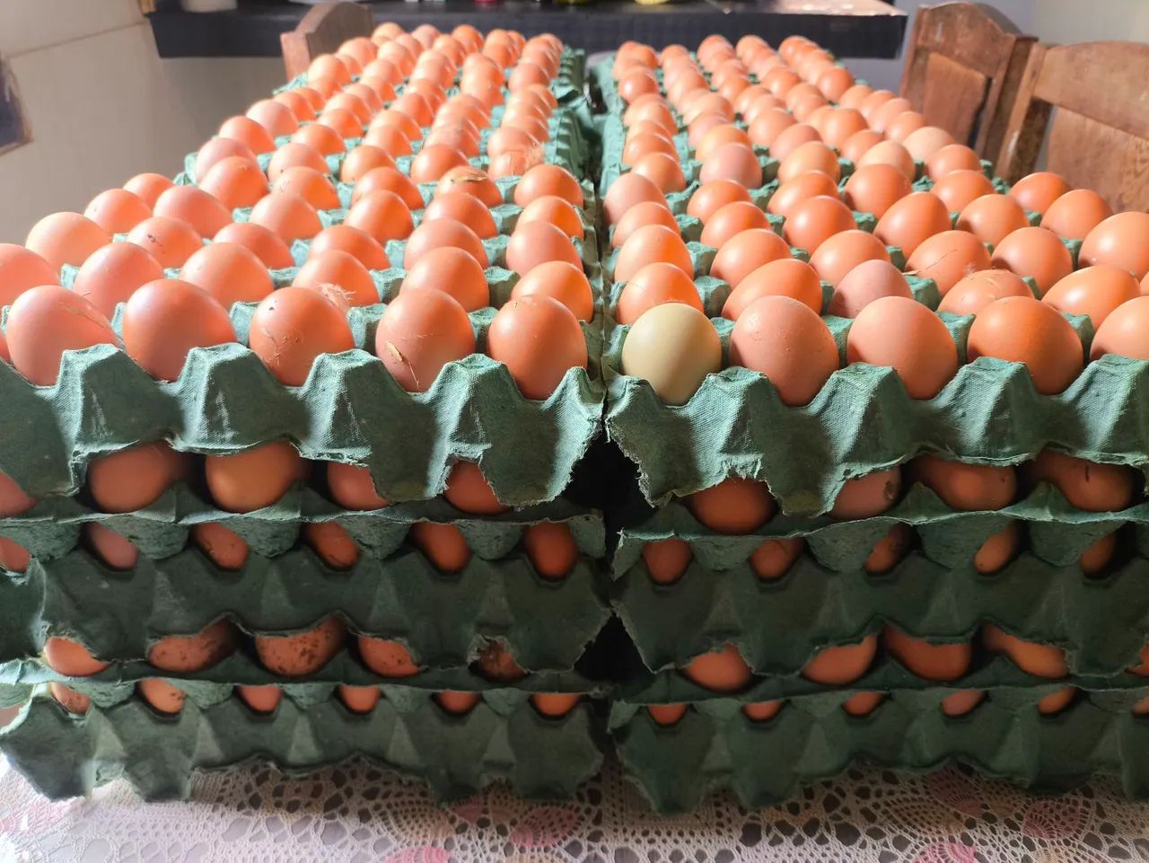 Ovos de galinha caipira 