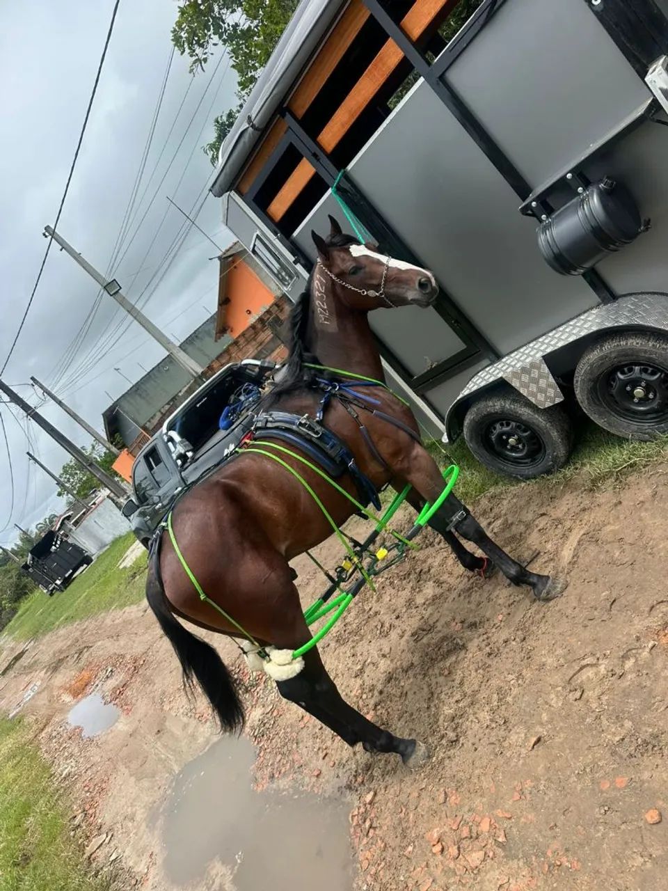 CAVALO SPY MANFUZINHO 5 ANOS LIGEIRO NA SAIA E SEM SAIA  - Foto 4