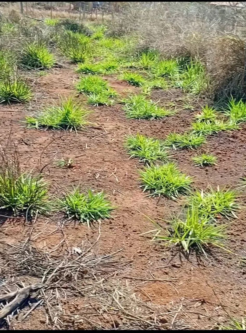 Chacara lote para laser com rio no fundo 35 min.Goiania de carro  . - Foto 3