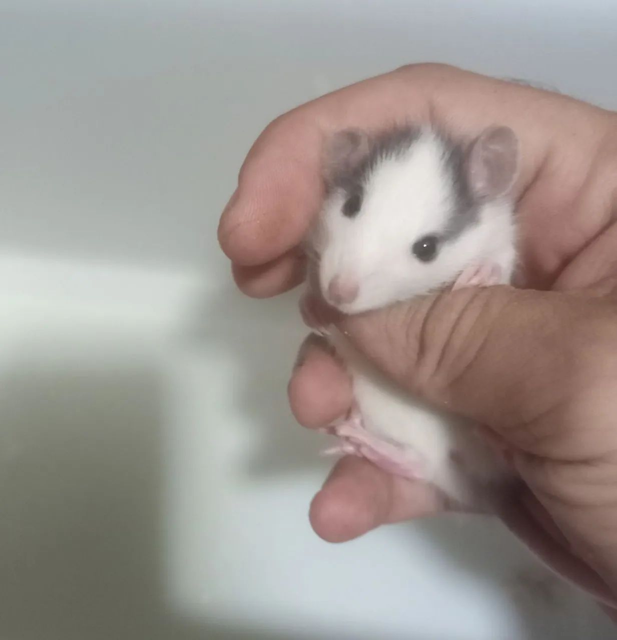  Rato Twister - Saudável, dócil e ideal para pet.