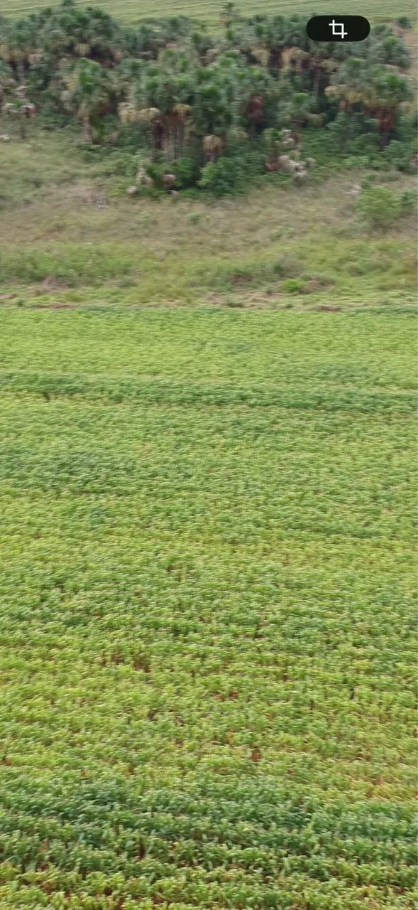 Fazenda próximo monte alegre se minas 58 hectares  - Foto 4