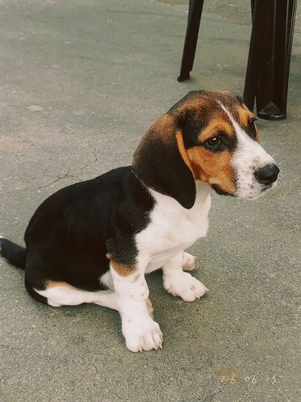 Vendo  Cachorro Beagle  - Foto 3