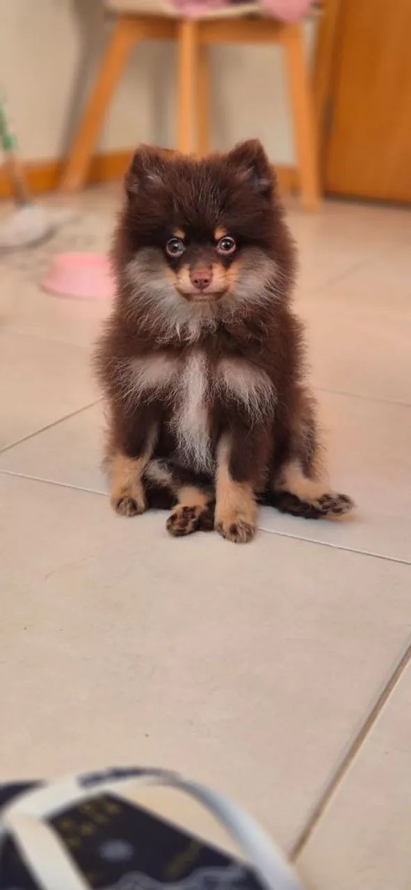 Spitz Alemão Chotan Macho