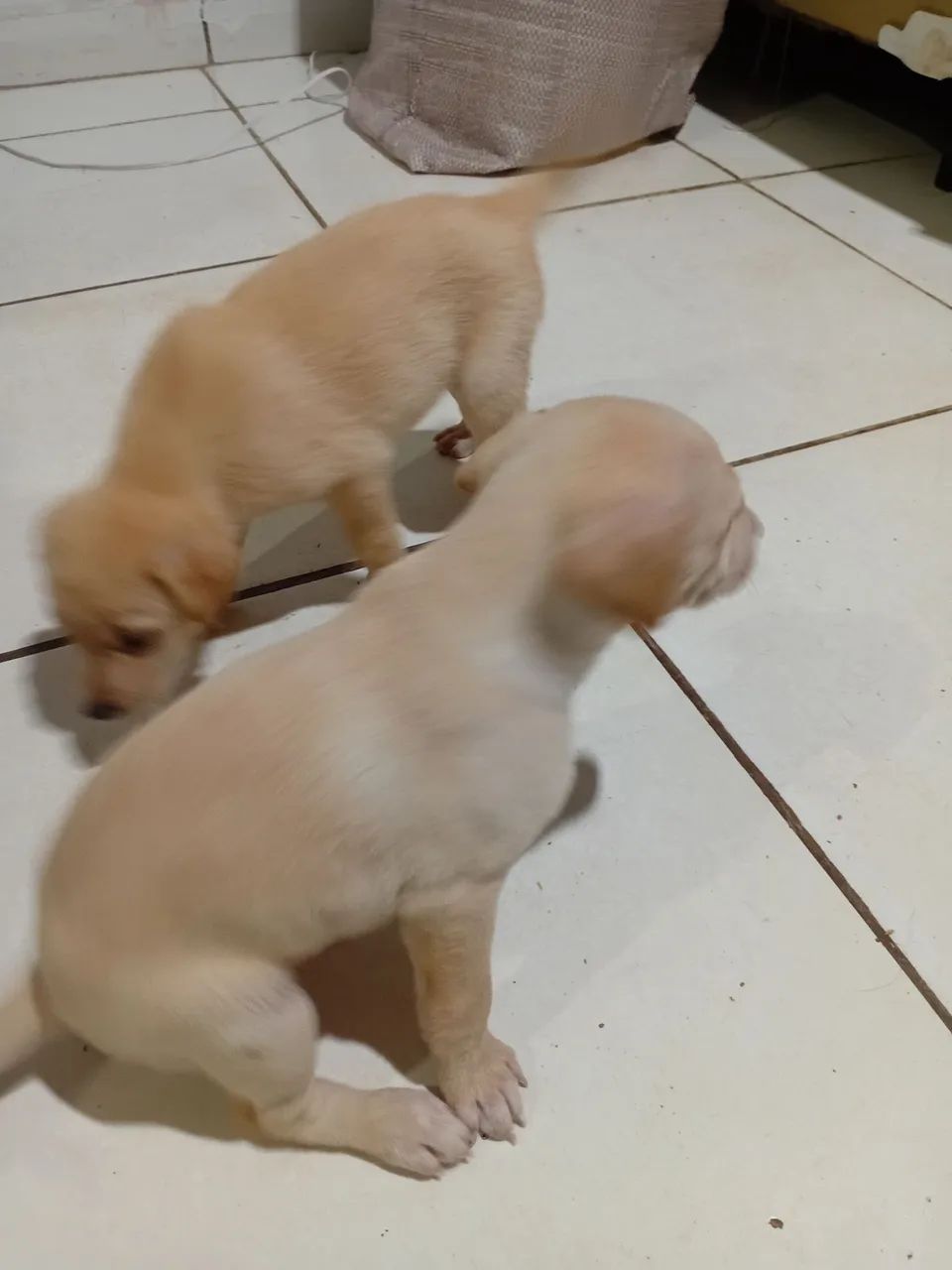 Labrador - Foto 2