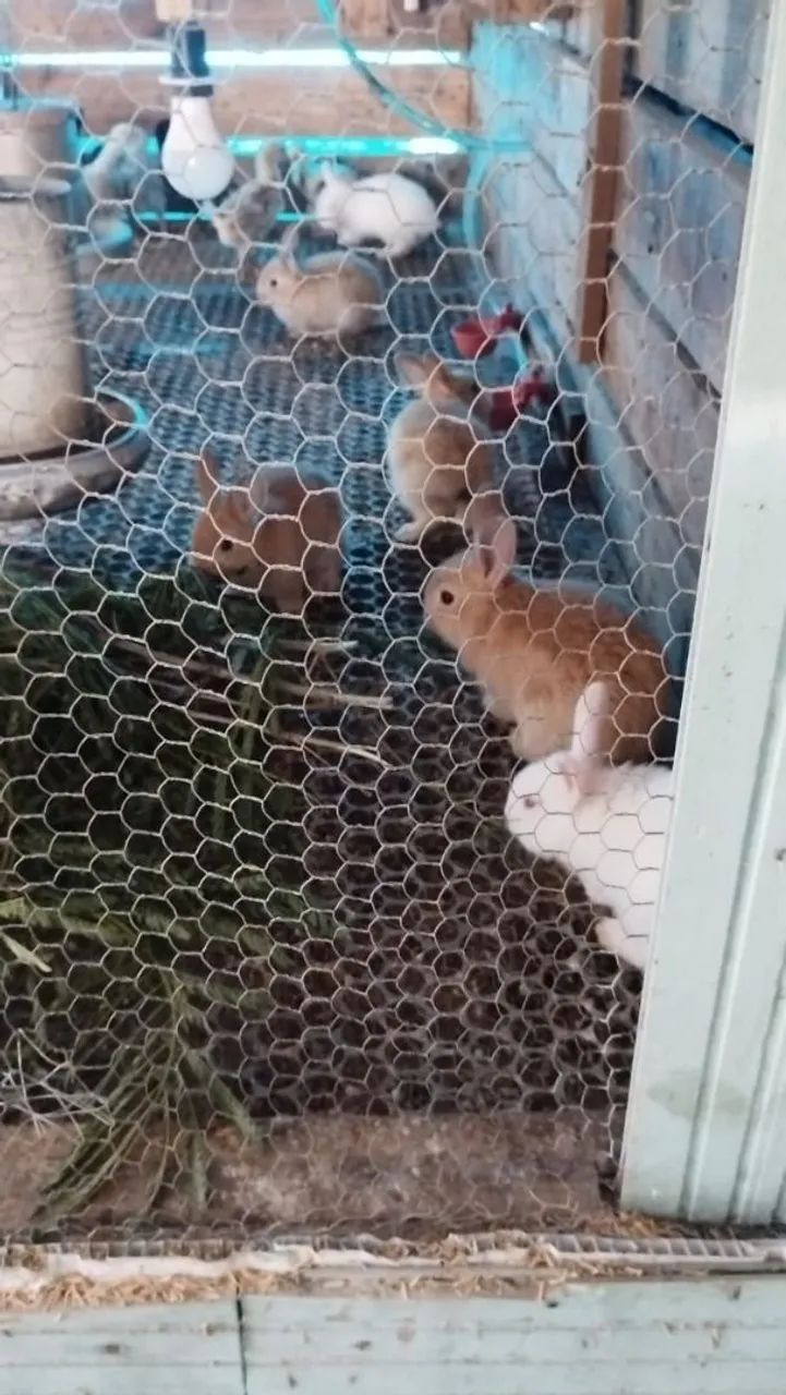 Coelhos - Foto 2