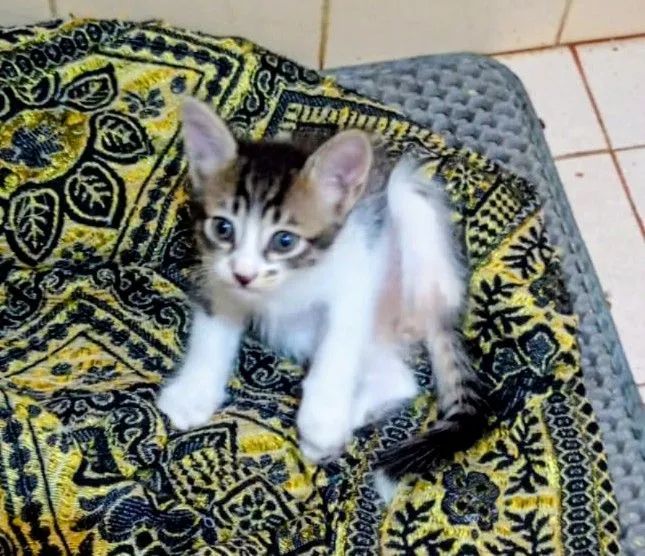 Gatinhos machos, só  restam 2 (ler descrição) - Foto 3