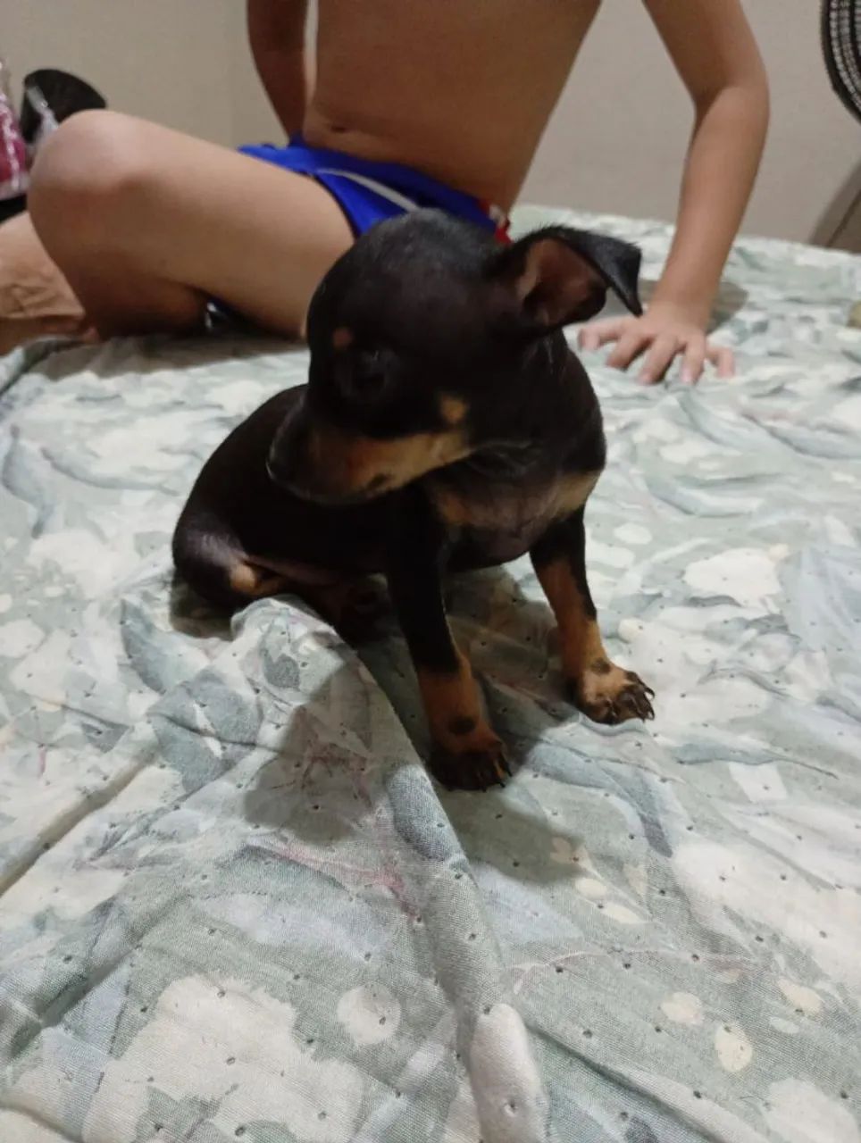 Filhote de pinscher 