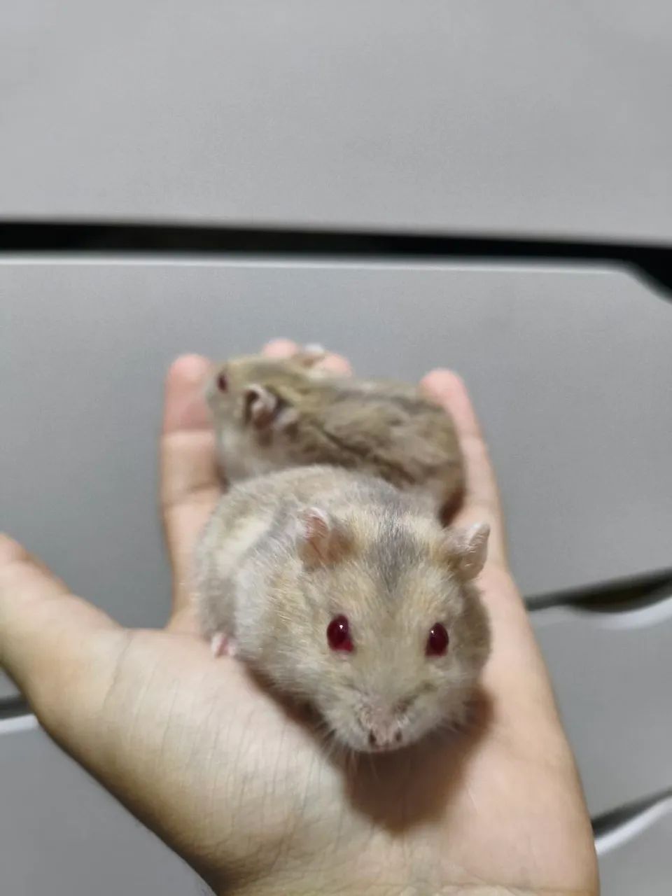 Hamster anão russo