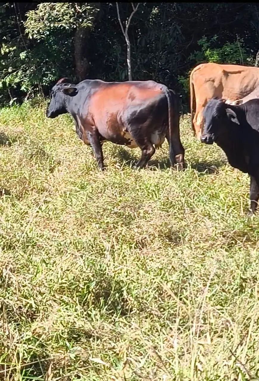 Vacas e novilhas  - Foto 4