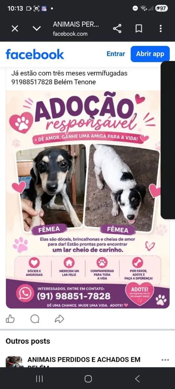 Doação de duas cadelinhas