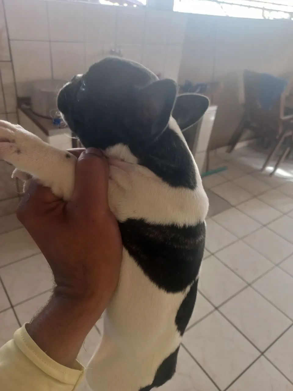 Macho bulldog francês a disponível