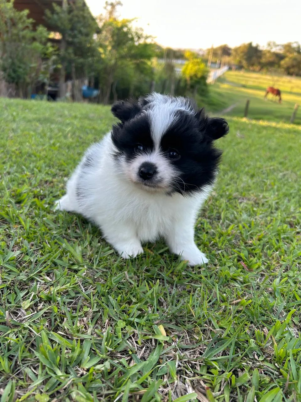 Spitz Alemão (Macho) - Foto 3