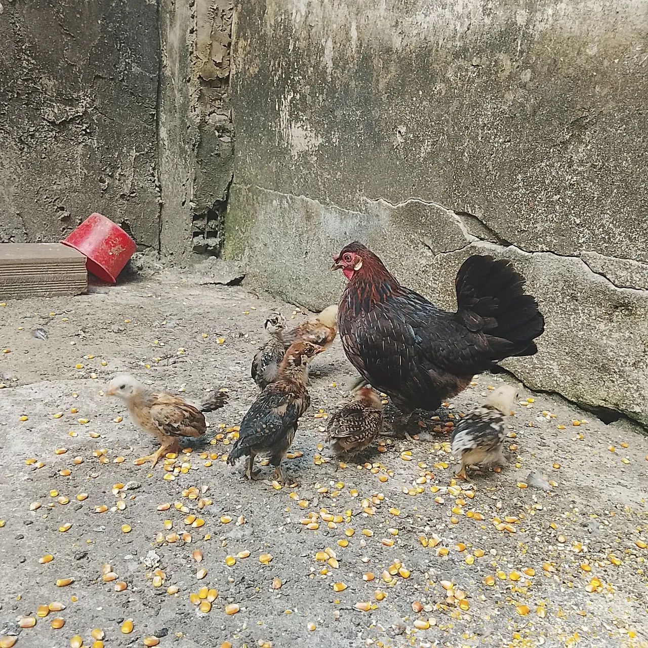 Galinhas garnisé e pato - Foto 4