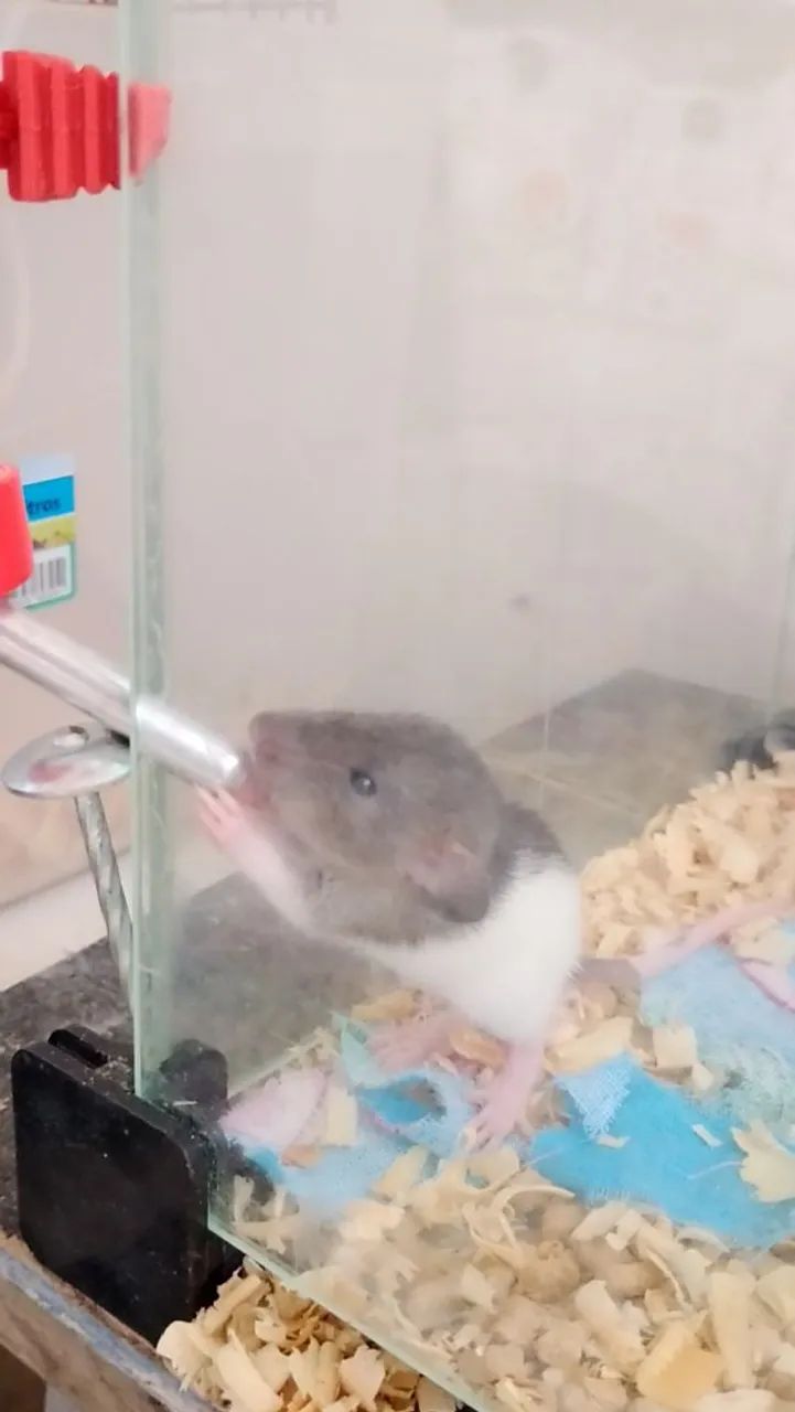 3 ratos Dumbo com terrário - Foto 3