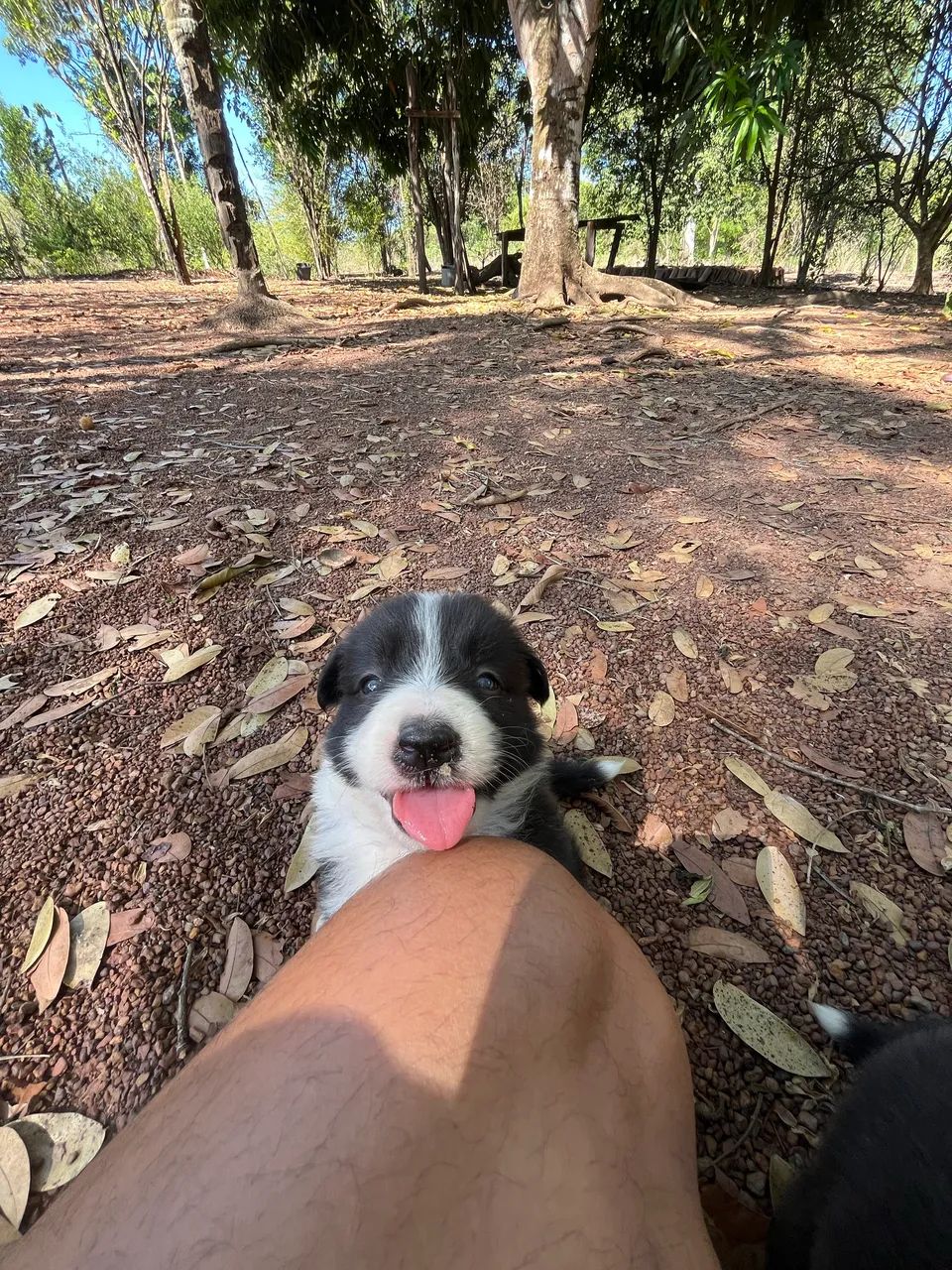 Vendo cães da raça Border Collie  - Foto 4