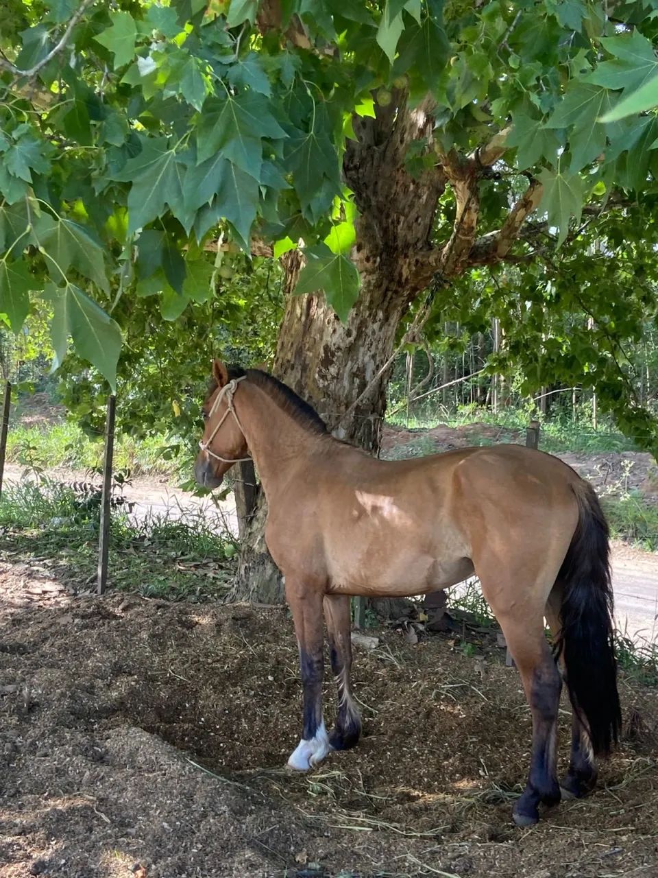 Cavalo criolo top  - Foto 2