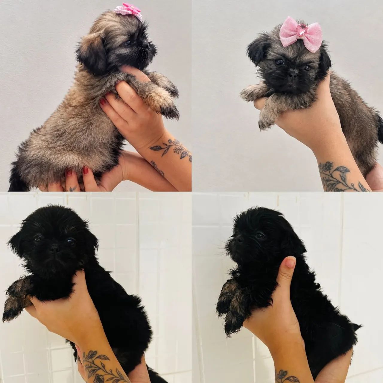Shitzu com pedigree SOBRACI