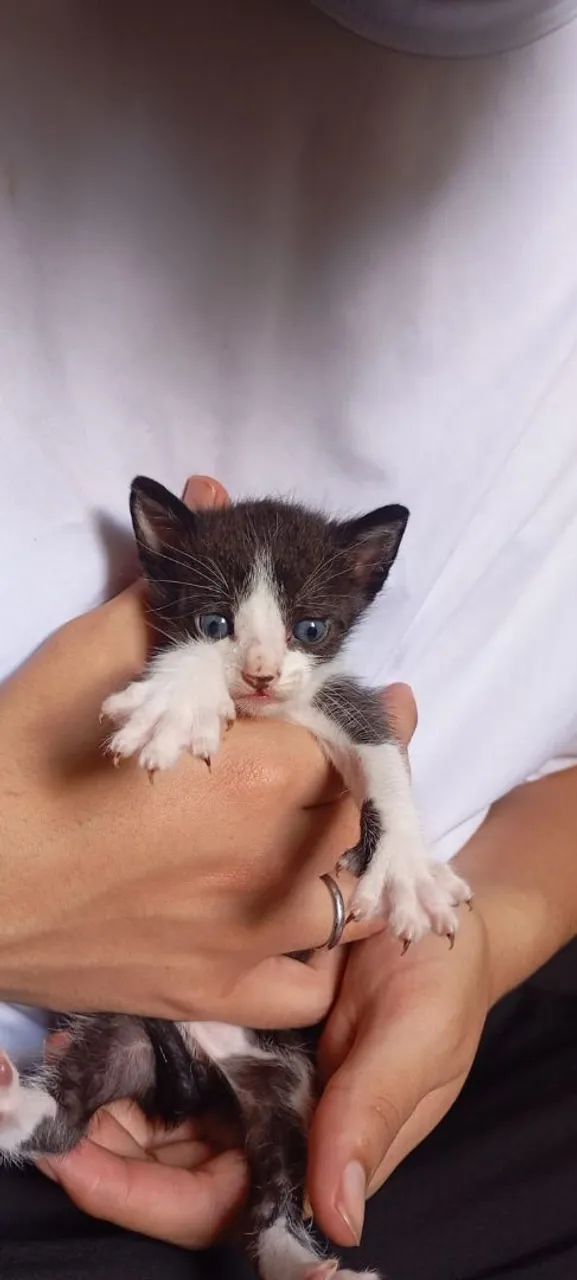 Doação de gatos  - Foto 3