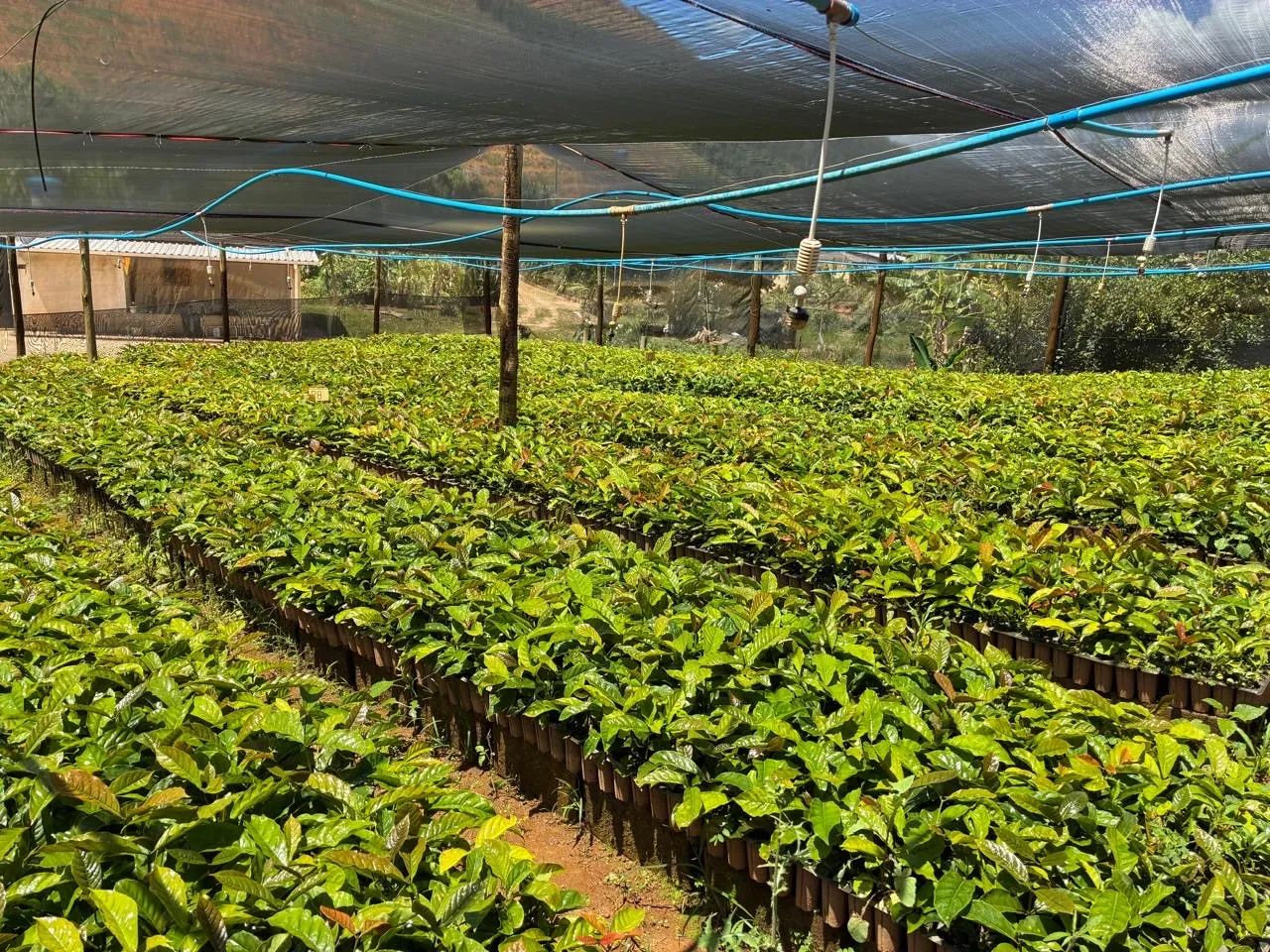 Mudas de café conilon - Foto 4