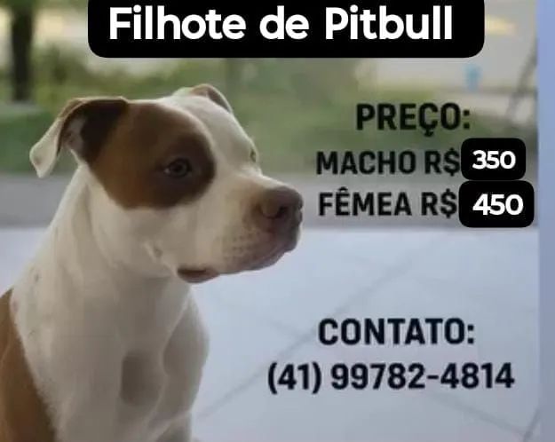 Vendo filhote Pitbull 