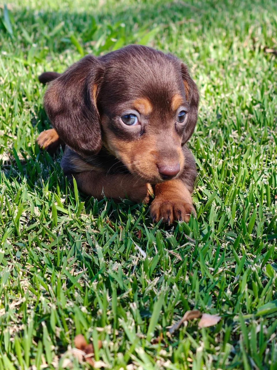 dachshund - Foto 2