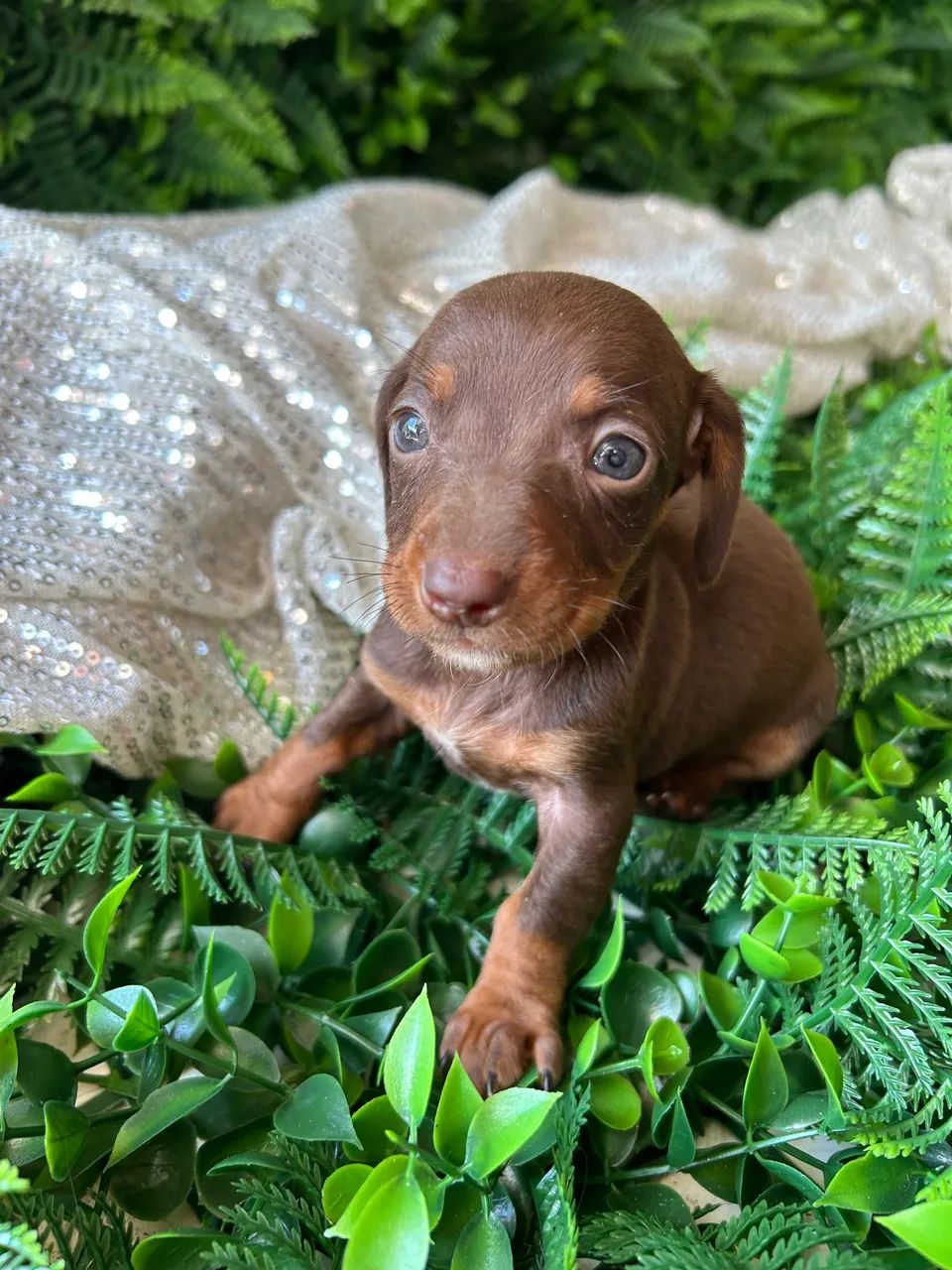 Filhotes Dachshund / salsicha / Teckel  - Foto 4