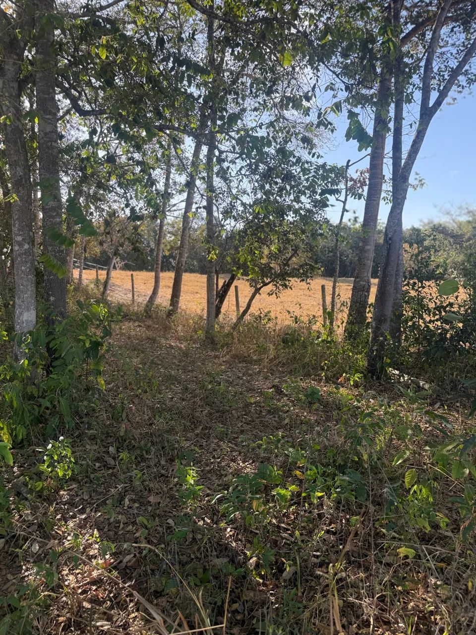 Chácara de 1.000M em senador Canedo  - Foto 3
