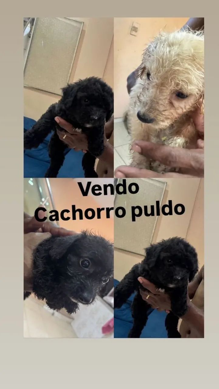 Puldo cachorro 