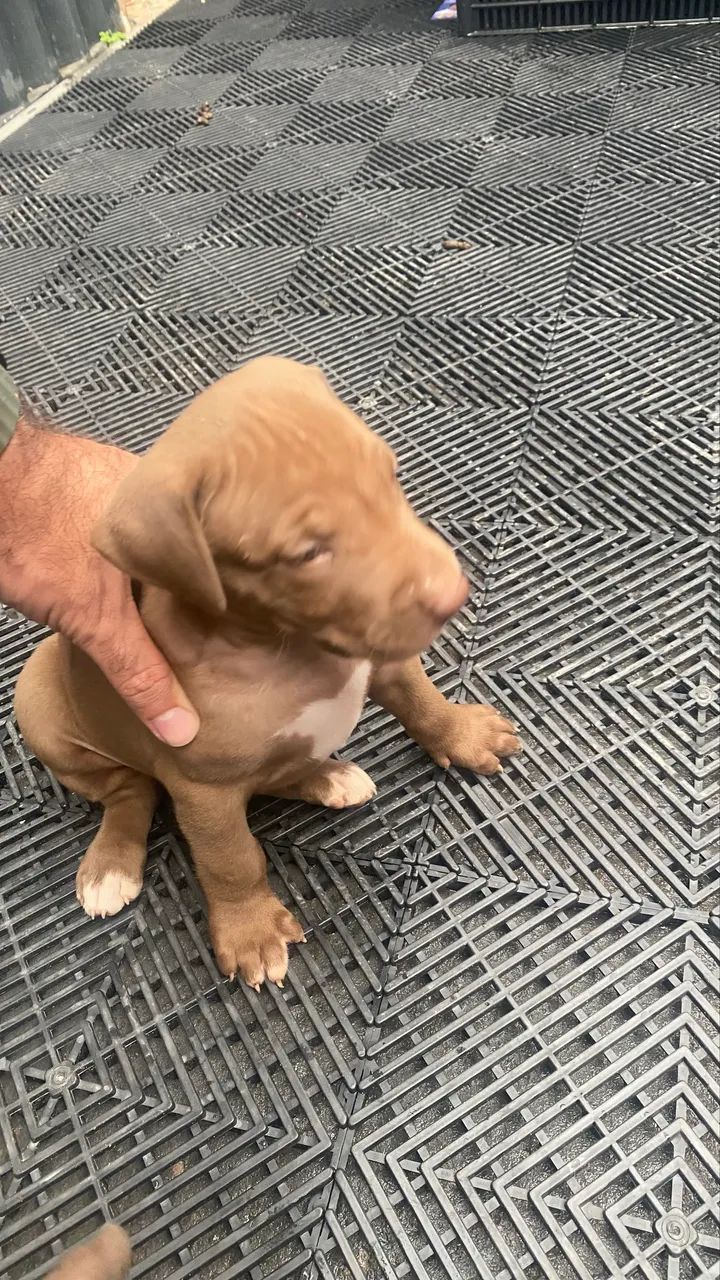Filhote Pitbull  - Foto 3