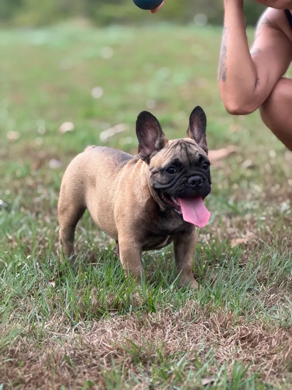 Buldogue Francês Micro Macho - Foto 2