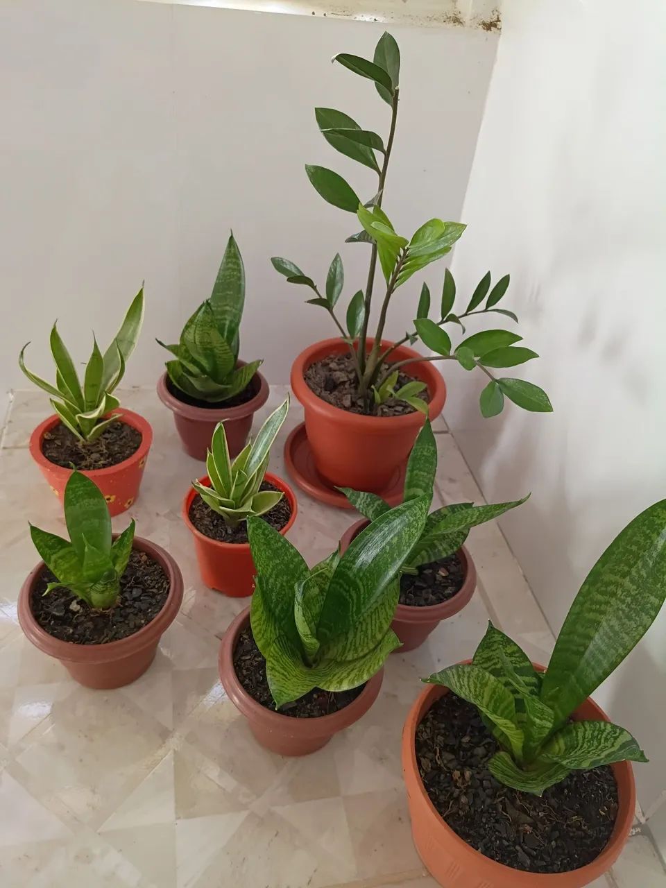 Plantas - Foto 4