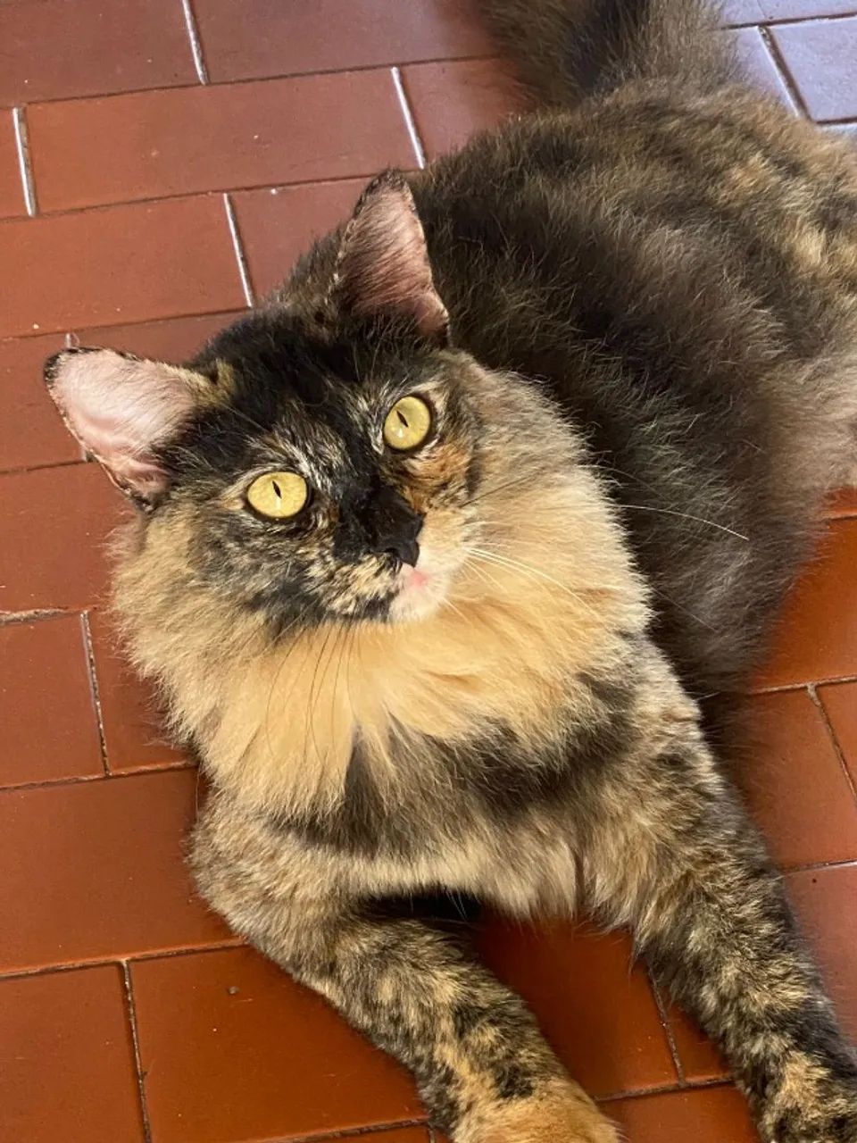 Adote um gatinho - Foto 3