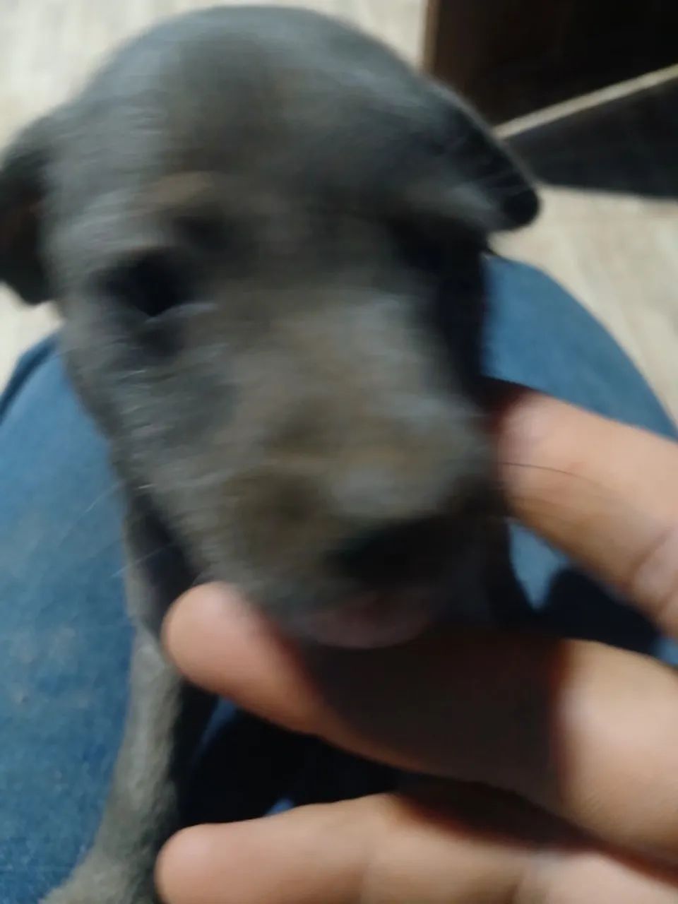 Adoação de urgência de cachorro  - Foto 3