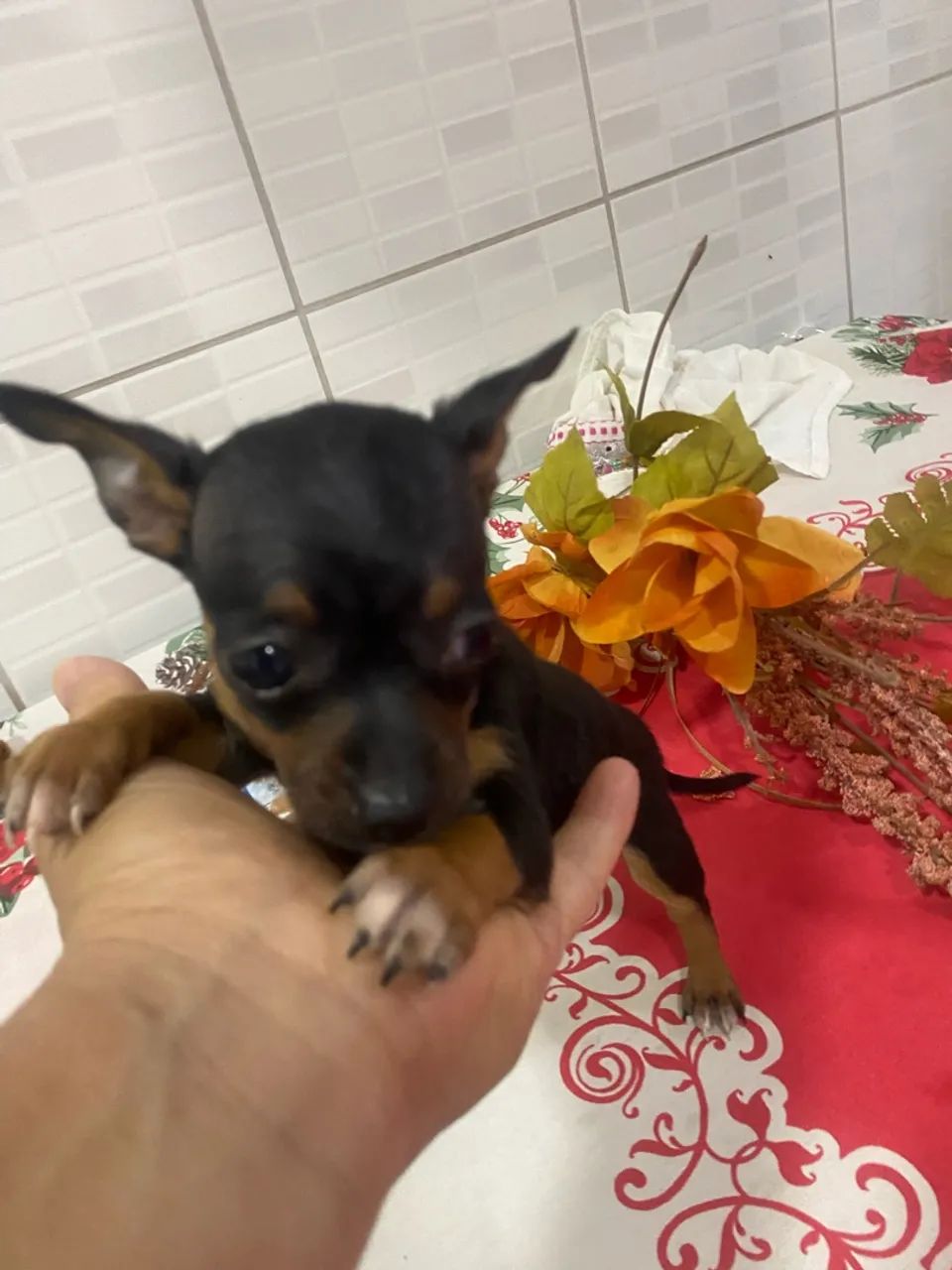  Pinscher machinho  - Foto 3