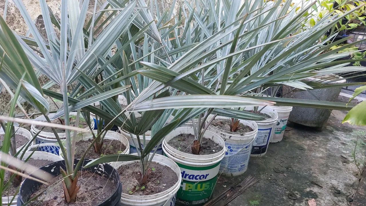 Palmeira Azul 