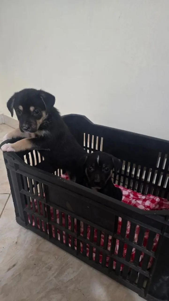 ADOÇÃO RESPONSÁVEL  - Foto 2