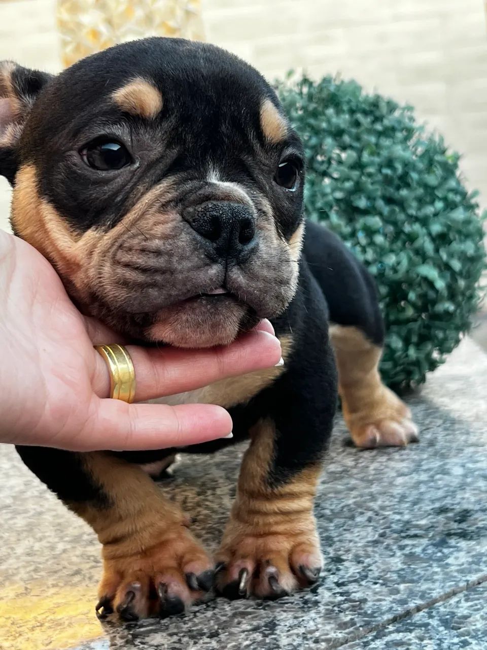 Filhotes de American Bully - Foto 3