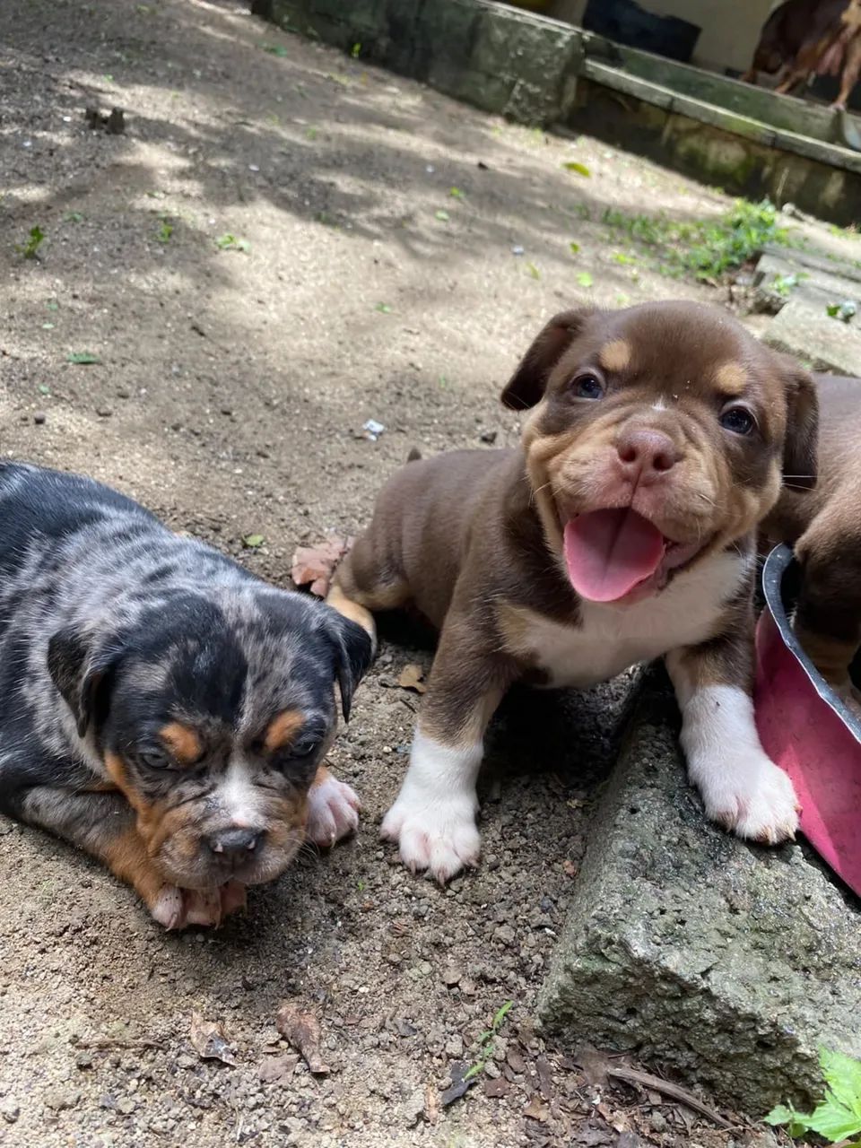 American bully - Foto 3