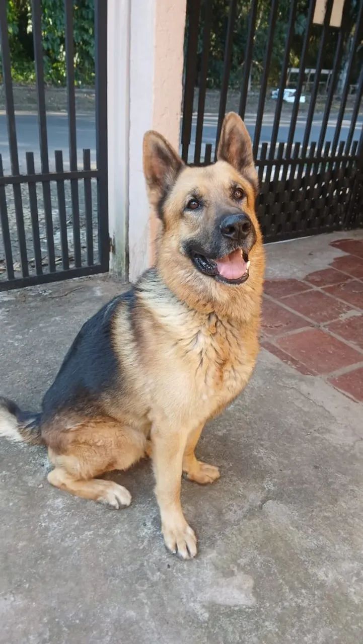 Pastor alemão  - Foto 2