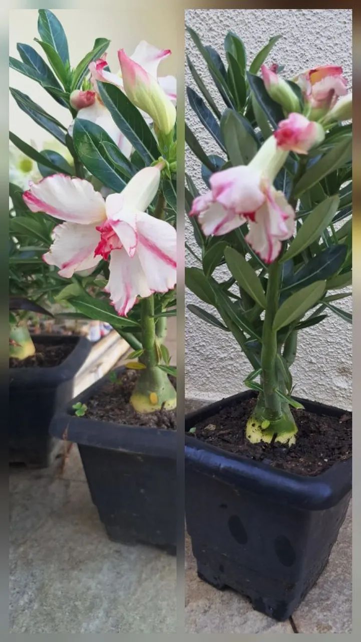 Rosa do deserto 