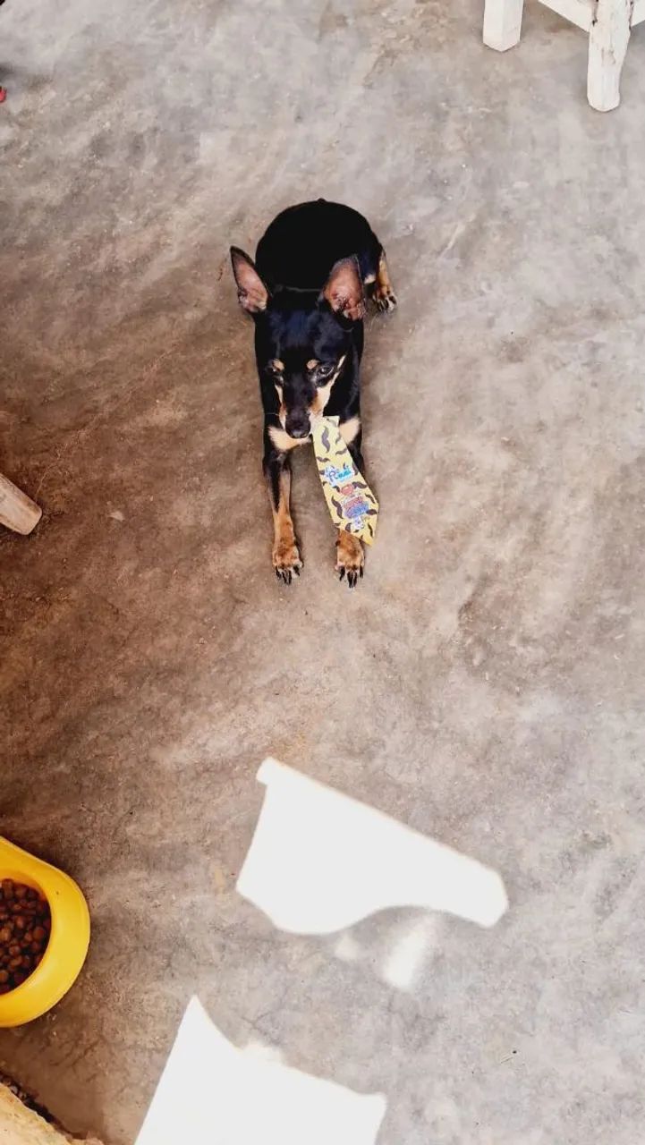 Cachorro Pincher  - Foto 2
