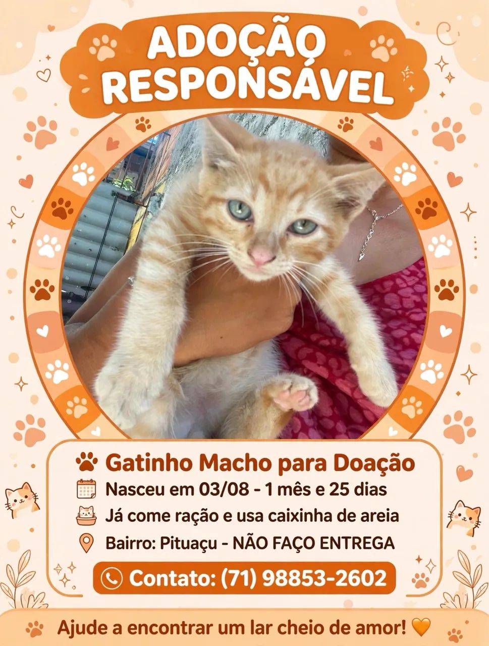 Gatos 
