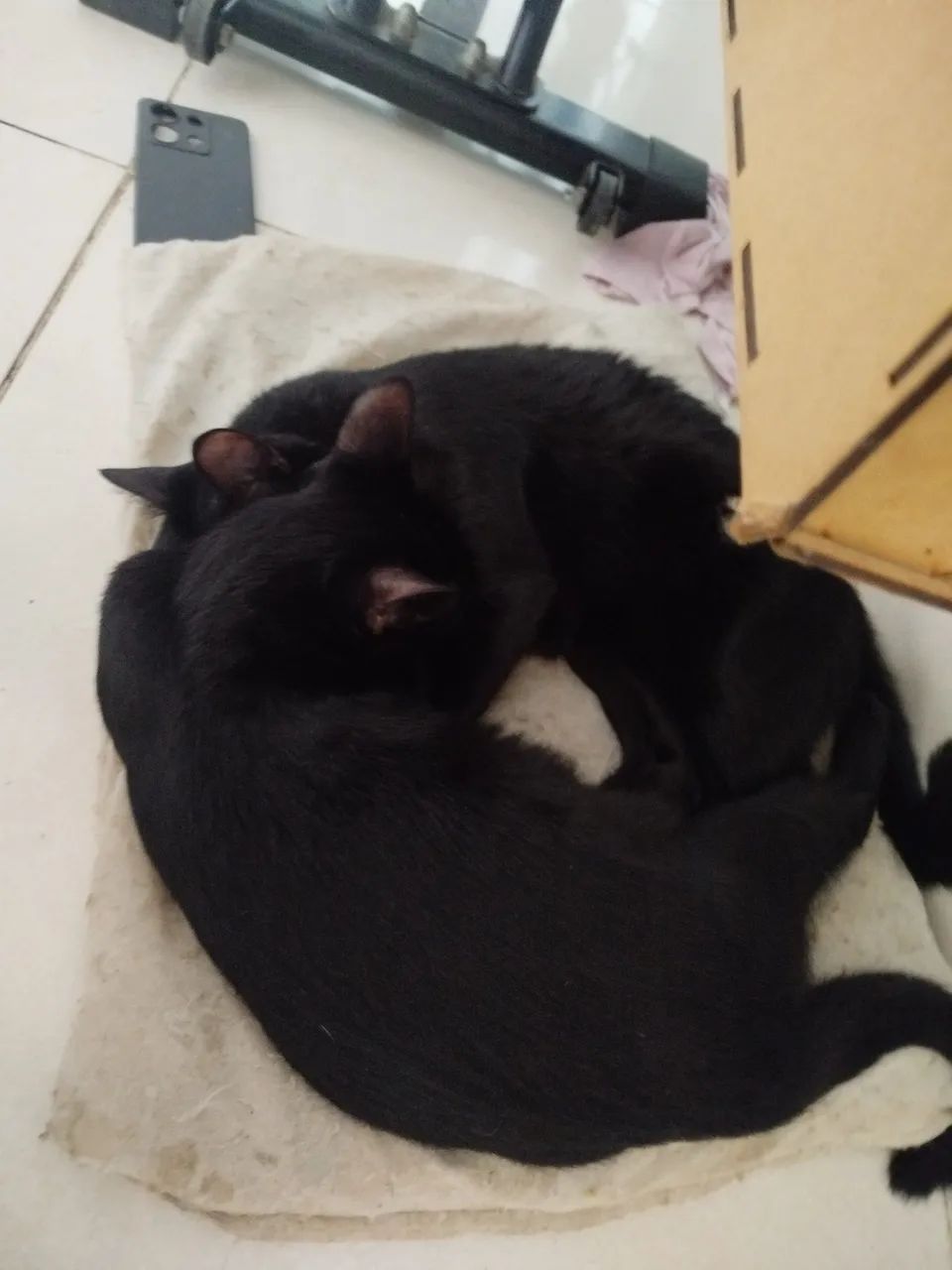 Gatos para adoção  - Foto 3
