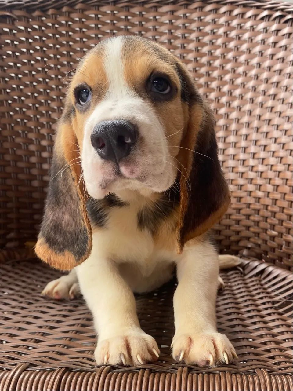 LINDÍSSIMO MACHINHO DE BEAGLE 