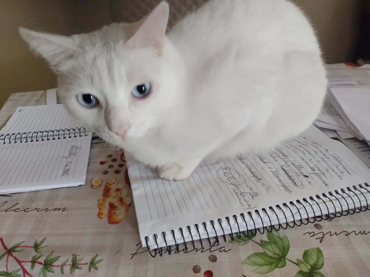 Doa-se gato 