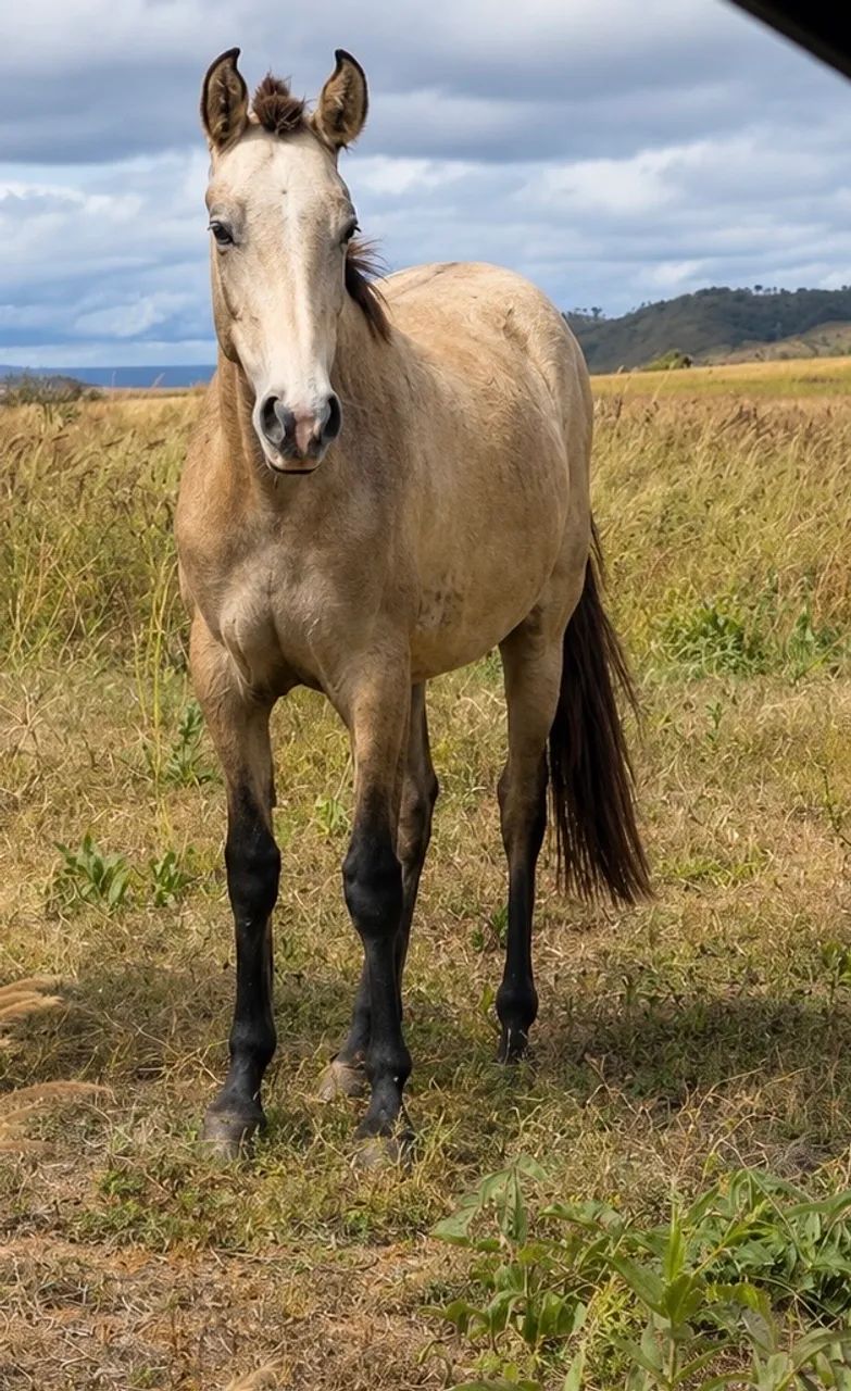 Potra mangalarga - Foto 2