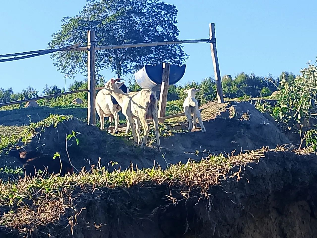 cabra parida de macho 
