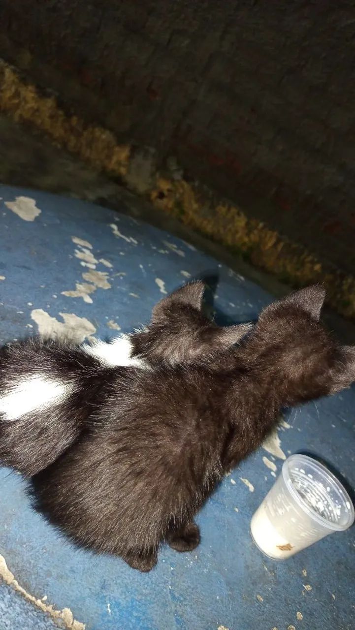 Doação de gatas 
