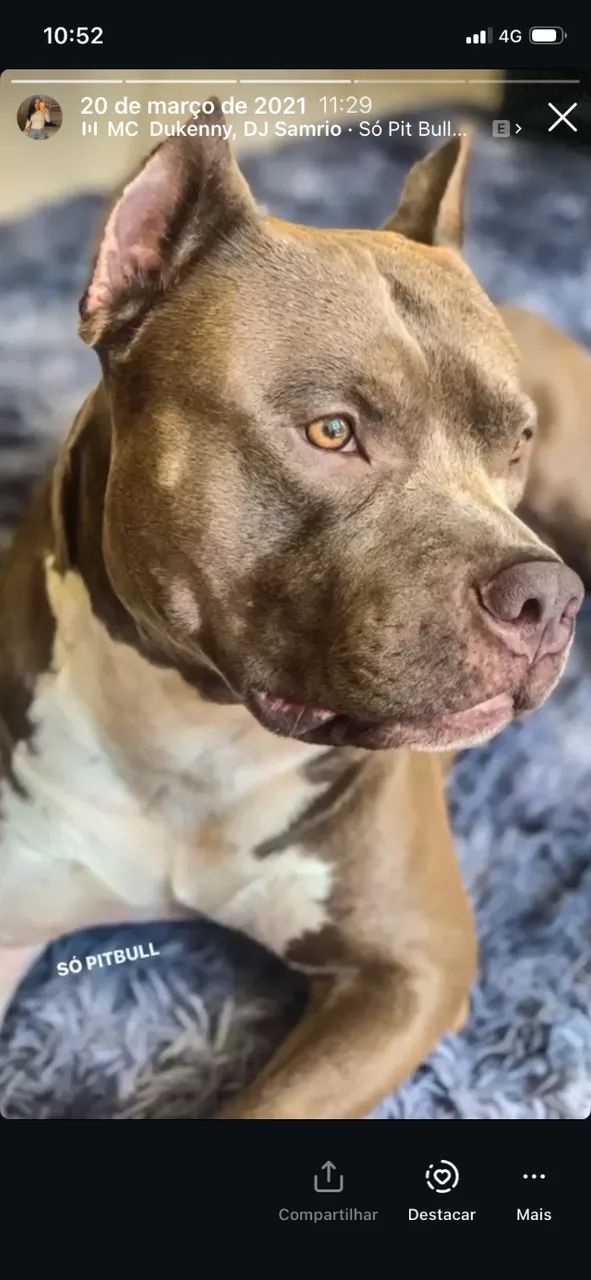 American bully  - Foto 5